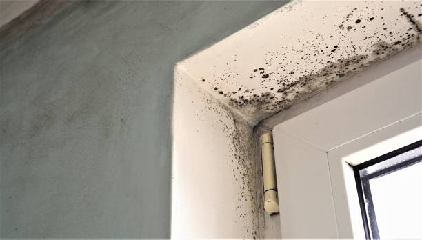 Professional Mold Removal in Four Oaks, NC