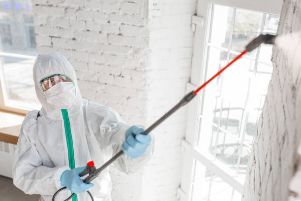 Best Attic Mold Removal  in Four Oaks, NC