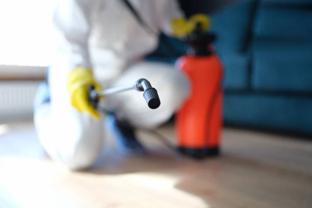 Best Basement Mold Removal  in Four Oaks, NC