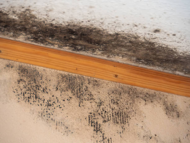 Best Mold Removal for HVAC Installations  in Four Oaks, NC