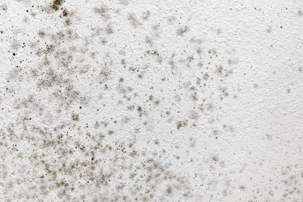 Best Biohazard Mold Removal  in Four Oaks, NC