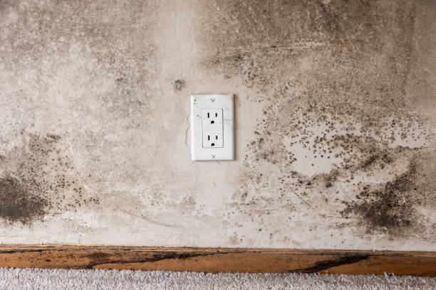 Best Post-Remediation Verification Testing  in Four Oaks, NC